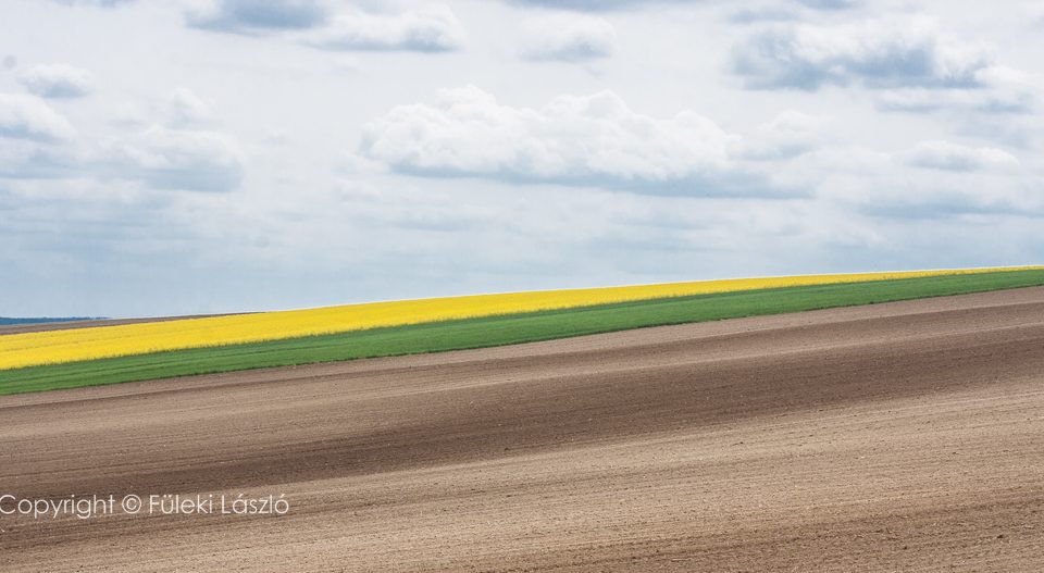Somogyi tájkép repcével