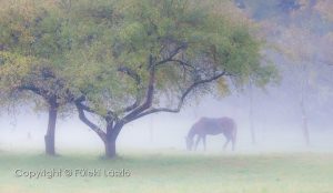Ködös időben ló a fa alatt